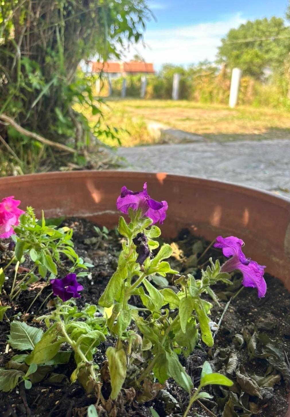 Actru'S Homes Róda Kültér fotó